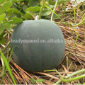 W25 Dayu no.4 deep green hybrid seedless watermelon seeds, yellow inside flesh, 7-8kgs in weight, 12% brix